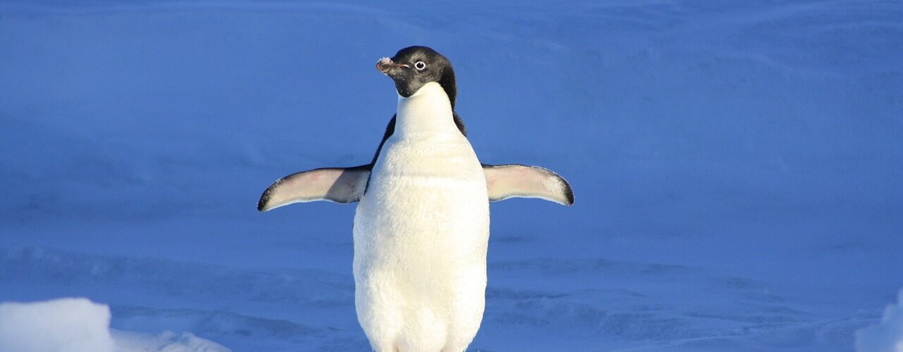Pingwin z rozłożonymi na boki skrzydełkami stojący na śniegu.